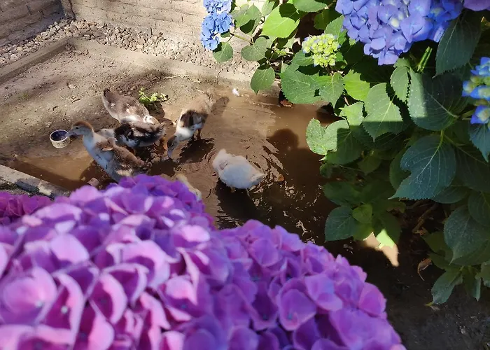 Zum Hasen Hein Hotel Hamminkeln